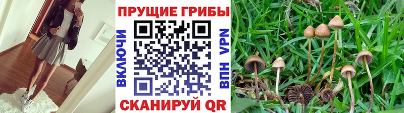 наркотики Киреевск Псилоцибиновые грибы мицелий